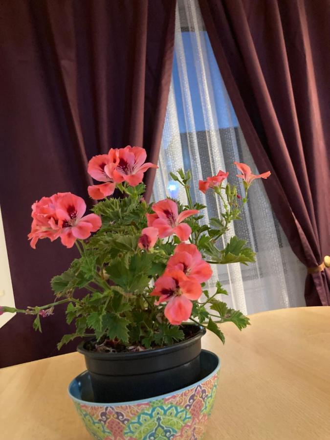 Royal Studio National Arena - Free Parking 布加勒斯特 外观 照片